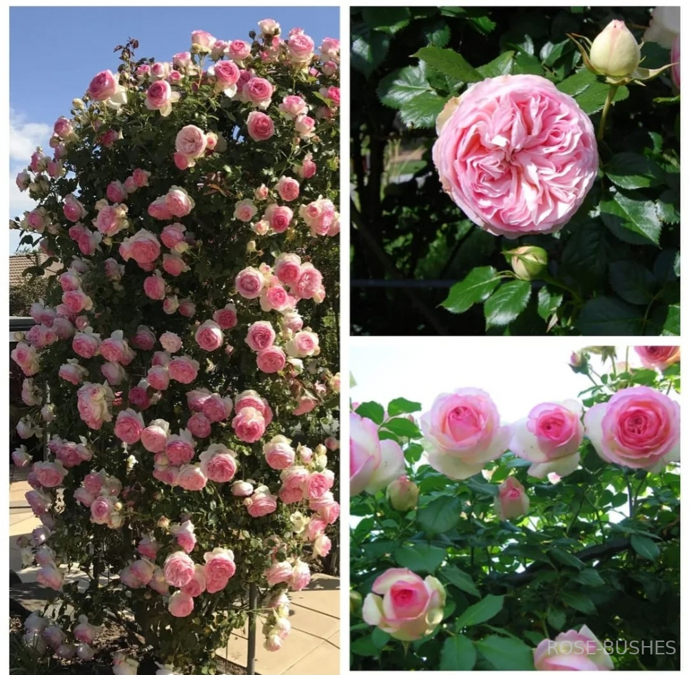 ���� �� ������. Pierre de Ronsard (����. ������.)
